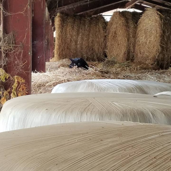 3ae979bd 2c34 4859 89f7 17816d804399 1578116351093