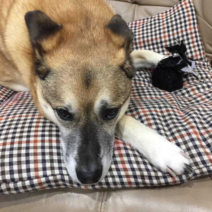 3aea04d2 97c7 4d45 853b af5644940b93 1518775346530