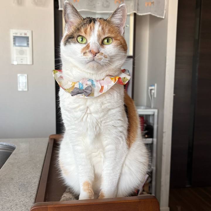 3aeab955 18cc 49c4 be13 fc6d6b23989d 1771457497895