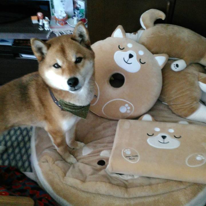 3aeabaf0 83db 444b a1d9 516e1b48bd43 1517977467777