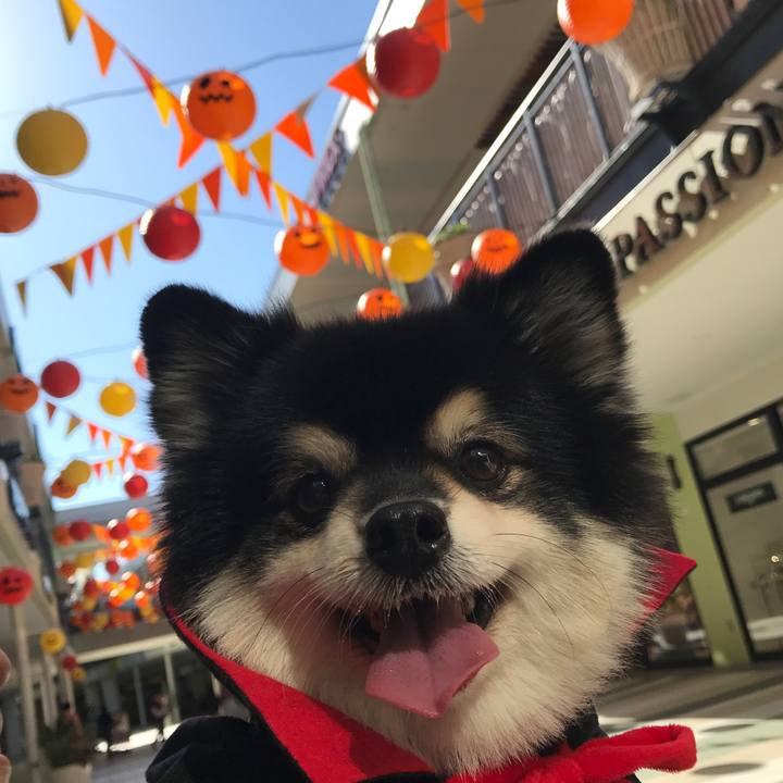 3aecb20c 7ffb 46b4 8756 cbd96b02fade 1540971018274