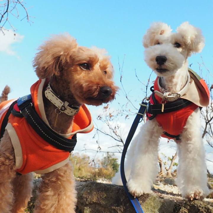 3aee9276 78ac 4868 bd38 b5f3bb87ecfa 1511072503729