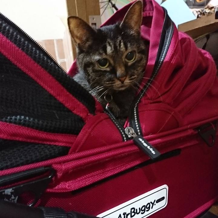 3af0d1f5 410d 4745 a4d0 be50f434e91d 1589094661214