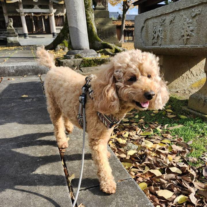 3af3e112 1d24 4341 a0d0 74d3350bcc96 1765093725590