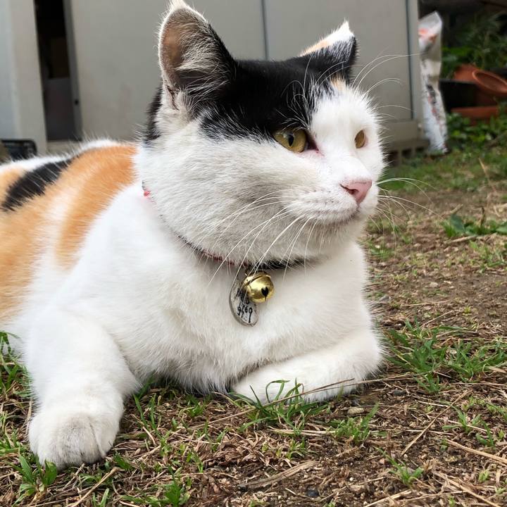 3af41b8b 1796 4993 a17e 1c413775cd13 1605846219973