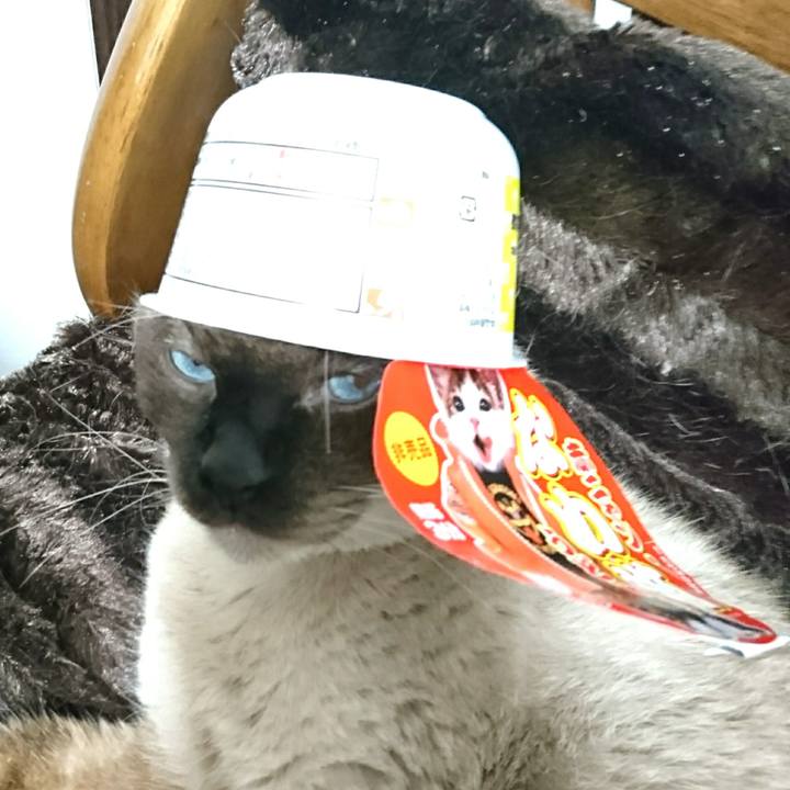 3af50795 037e 4a8b 9995 6fcaed55a78e 1544355796280