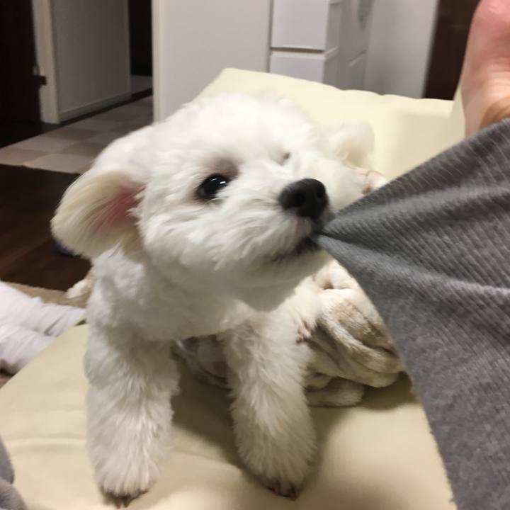 3af56654 f718 48f6 a4a0 3d46a4482a64 1513243545560