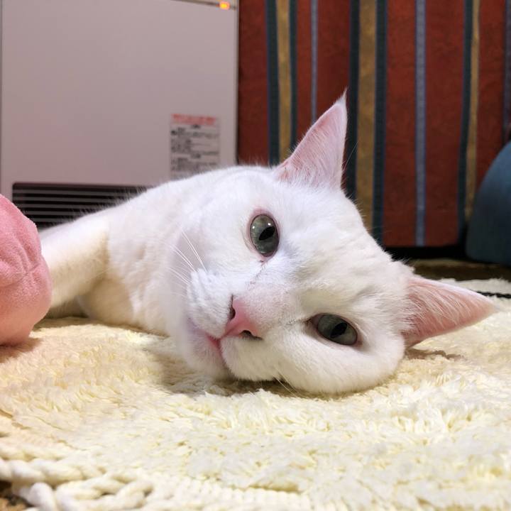 3af5a9f8 1322 4a9a a700 167b2c40ccae 1606648461598