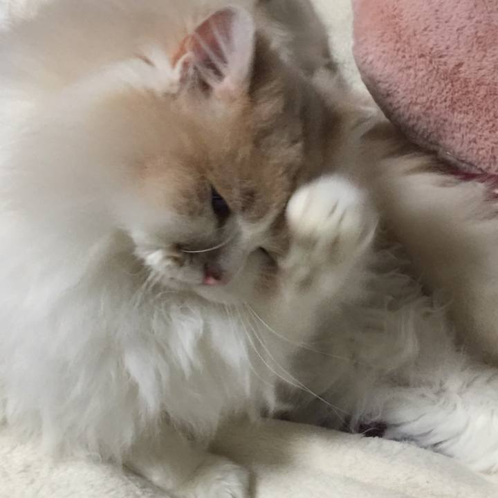 3afabe09 5525 4f6c ad9f dc9b16d73b84 1517663310557