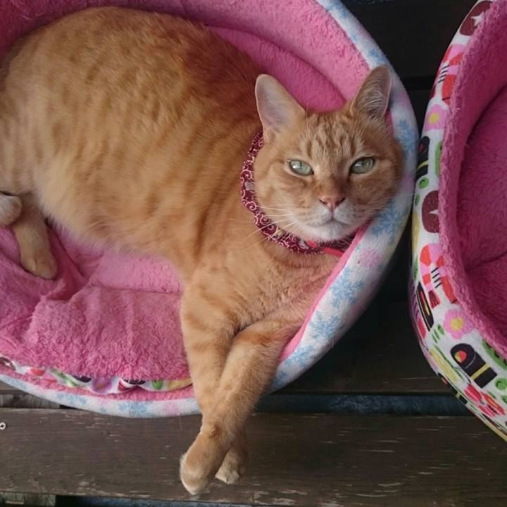 3afc0867 554d 4e4d 93d7 c37cd60404d1 1527315710631