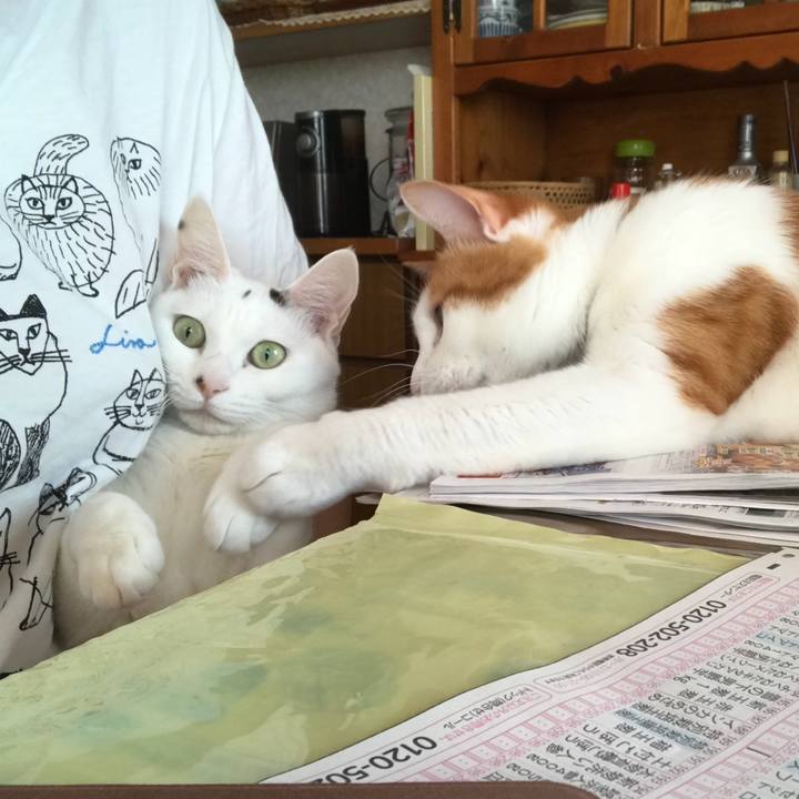 3afe2370 d5d9 4faa b57d 194a052f5dd1 1523830303267