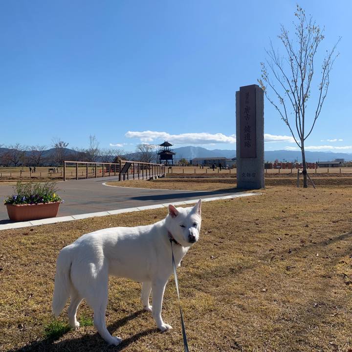 3afeebc4 e8cd 40cc 977d 566dcb7dcf73 1543056692588