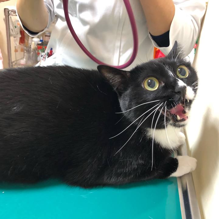 3b06a100 54b6 457a a67c 20e13f0968a3 1545457553717