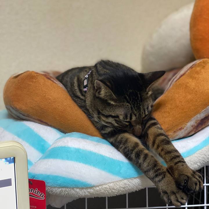 3b07d925 c89a 45e3 9ec2 24ce09494ae6 1577623222541