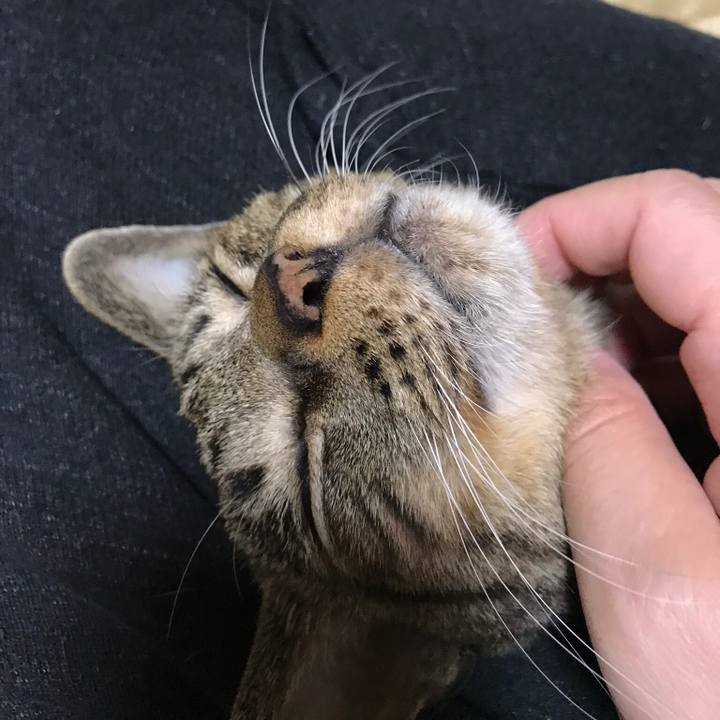 3b0c4bc8 7e6a 41b9 bf40 66ae6bb0edfc 1508547109945