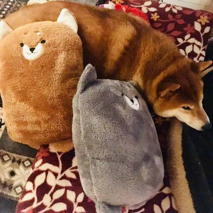 3b0ce3e7 efa9 4bed 9e21 c8b1ee9b2262 1583060155662