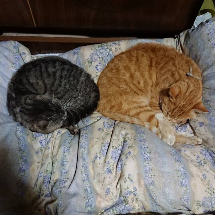 3b0d9126 7a86 4f82 b5a3 6e3ee66be608 1590066566659