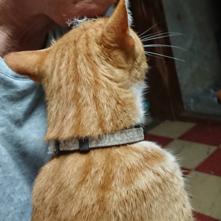 3b0da1c4 027a 452d b67e c01d357a19a4 1596314816129