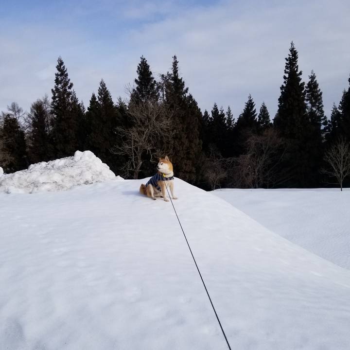 3b0daf4b c5c1 41fe a2dd 83795fba733b 1611798656602