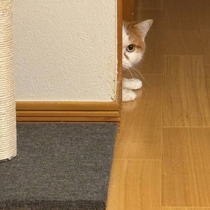 3b119cdc b5ca 46eb a803 ec1449c38f73 1769762048216