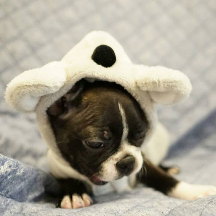 3b129c72 a2c3 472b 9739 c80454b10c46 1539573671383