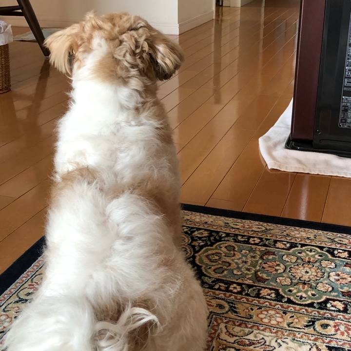 3b150705 b4f9 472d 8fcd 074f586da13d 1519682431551