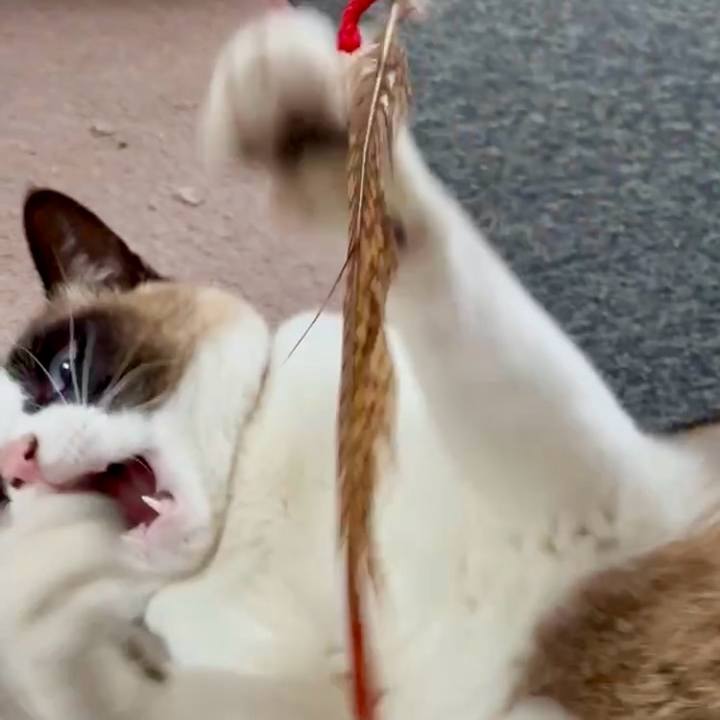 3b16d688 ceed 4a08 87f5 742d41bc7f2a 1744855612732