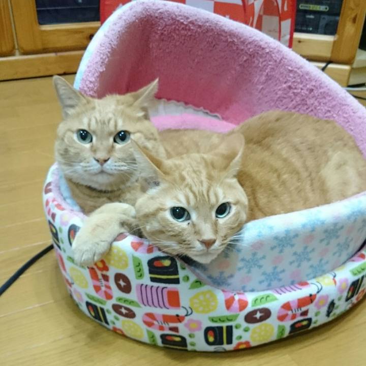 3b1a10e0 db2c 46c1 b361 fe2c485807d7 1535904828440