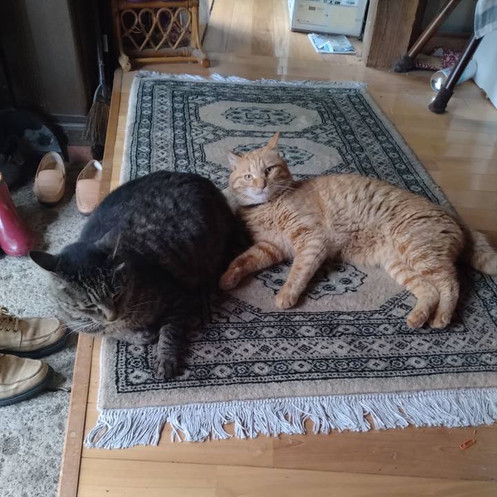 3b1a2a51 fa60 41df 8727 6085352b444f 1688980772228