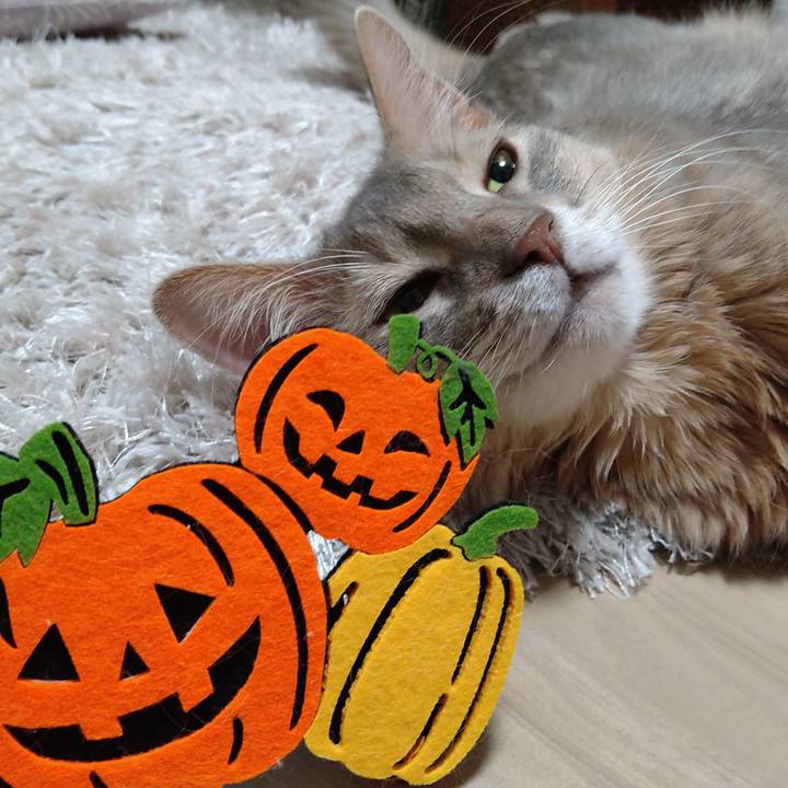 3b1b86d0 5fe3 43c0 bc8b 91f70243caed 1604150213706