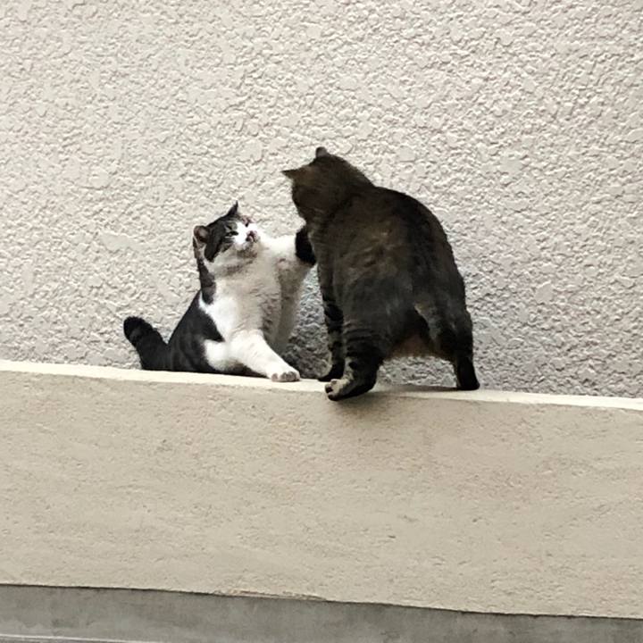 3b202f68 197a 4402 aad1 2c72dab408d7 1550660949857