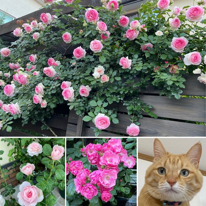 3b28a729 e651 482a a278 b4eb103b5478 1653870589354