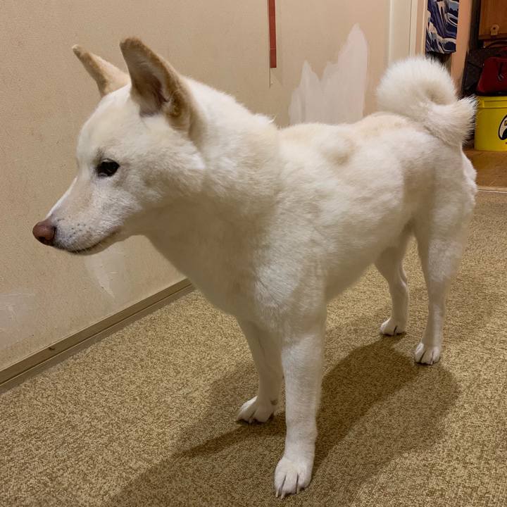 3b2f5437 3b4d 48f7 9e31 947818c1d149 1552997789661