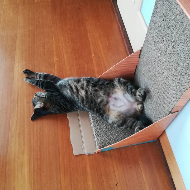 3b2f8c0e f3d4 4ebf 988c 0fee6980f3d3 1567750596290