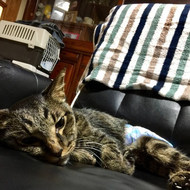 3b32c0e2 3225 4a09 b1a9 56855fec02cd 1534906974419