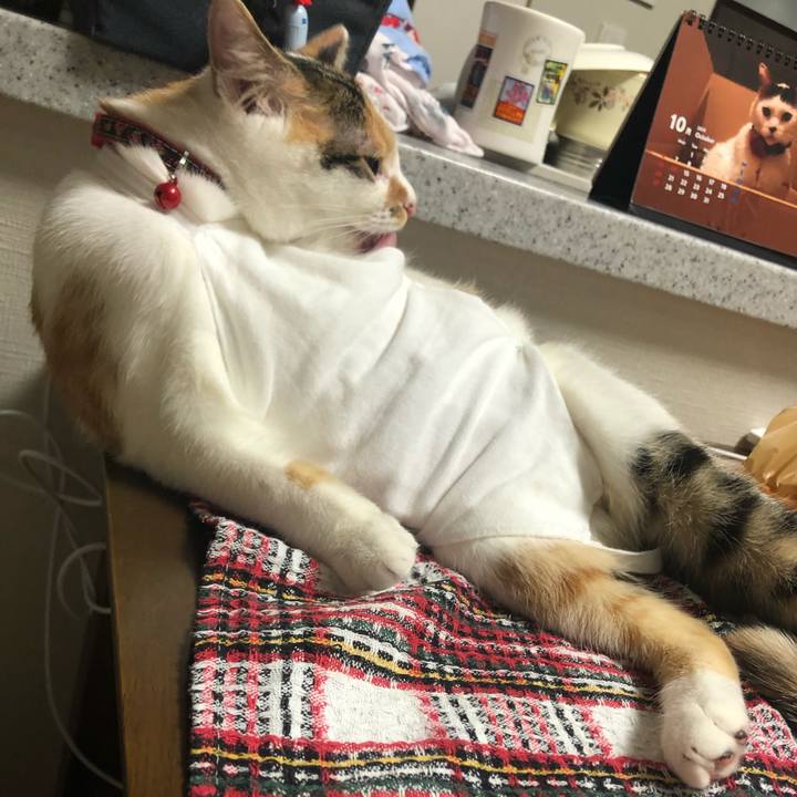 3b376a32 ac2c 4cd6 87c8 c7f5b44c5f8a 1571749940357