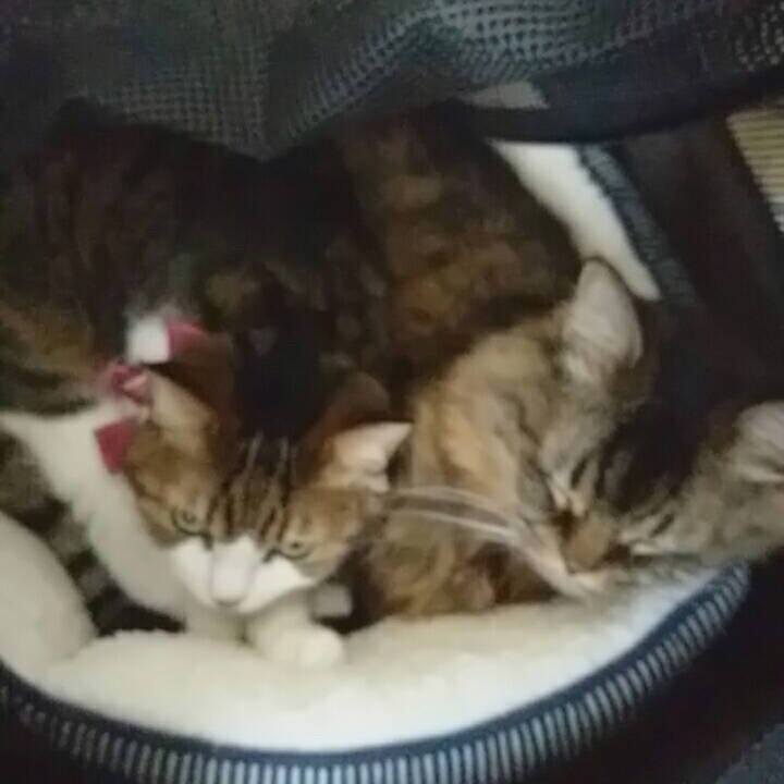 3b39abb5 5388 49e1 a01b b22bac67bee4 1541296714070