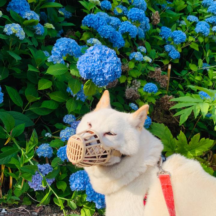 3b3ae5d6 a3e1 402a a429 a48859937204 1595019055923