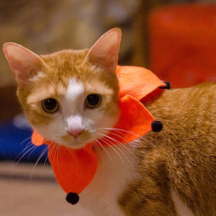 3b3ff1cb 9345 4bef a56e 44fa967002ab 1509261636947