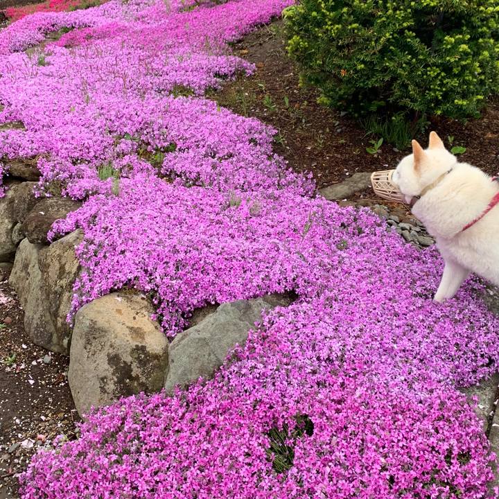 3b421708 2b39 4d25 9911 b975de889f1b 1590613347849