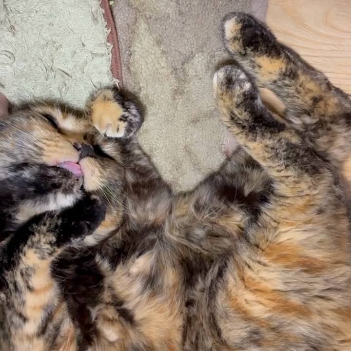 3b4392ef ad81 4a94 a161 7164e03edfc4 1748460956581