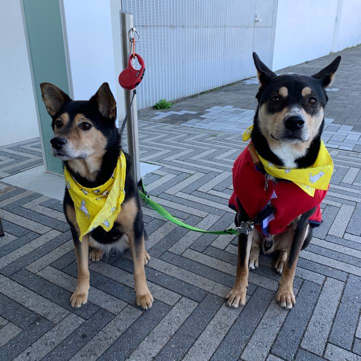 3b4ad532 6155 456b 86bf 15ef7bd7432a 1575796366192