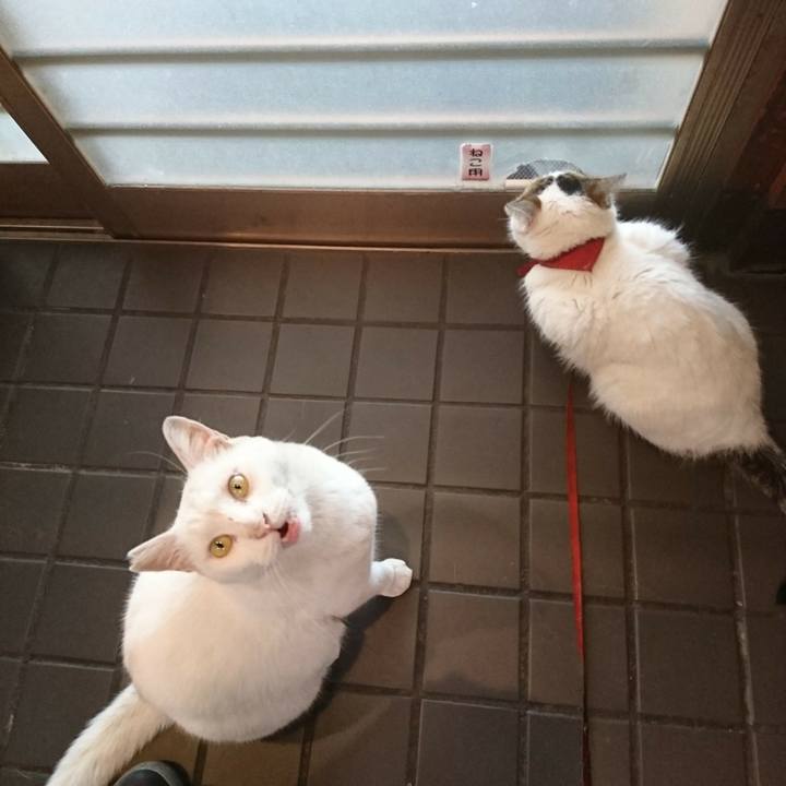 3b4ae483 dd62 40c2 a822 2aace8036e9e 1536654190917