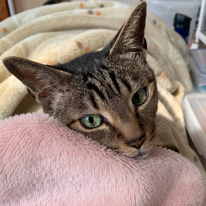 3b4d1c1c d227 46ce a82e 73827226d247 1555031496326