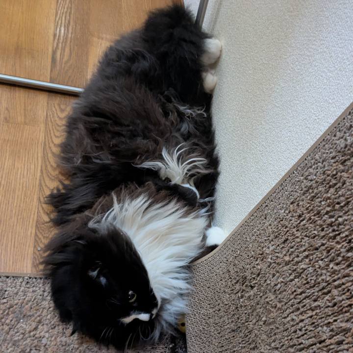 3b4d9306 35e3 4b3b 9da6 25e50c564f1d 1758950479866