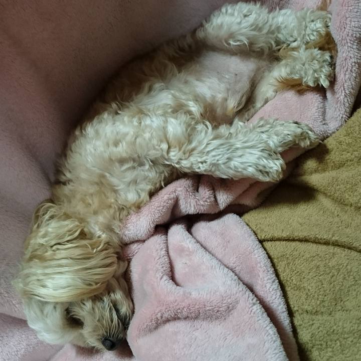 3b4ee18e 2ab4 4cae 82a8 db4919d9e0f0 1512831574839