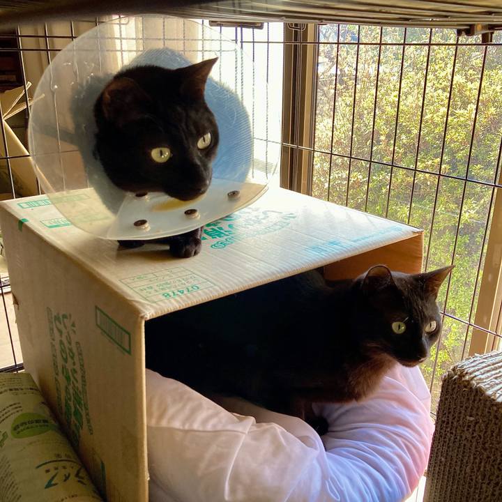 3b51cccb 0480 4ac9 abef 487d962e1bd6 1707701903075