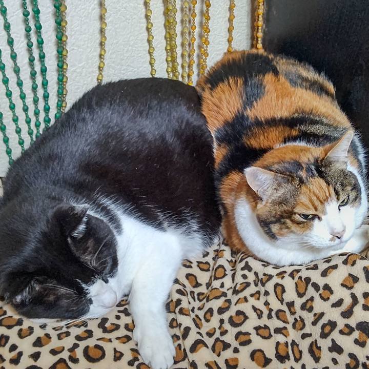 3b51d17a 4a97 4280 b6aa 466c4e4806f6 1634880484607