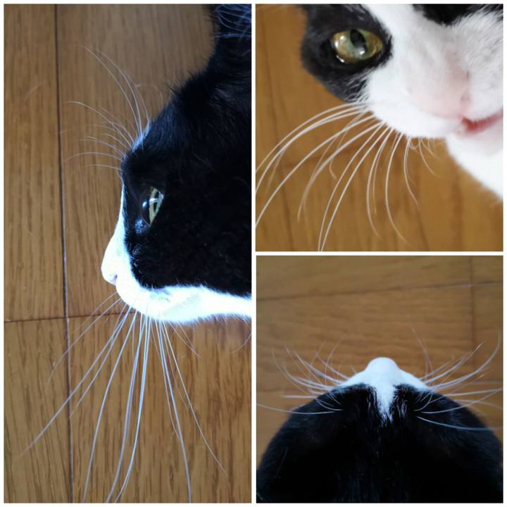 3b51d287 86e5 4c21 a663 bb2ec17cdeda 1596364757293