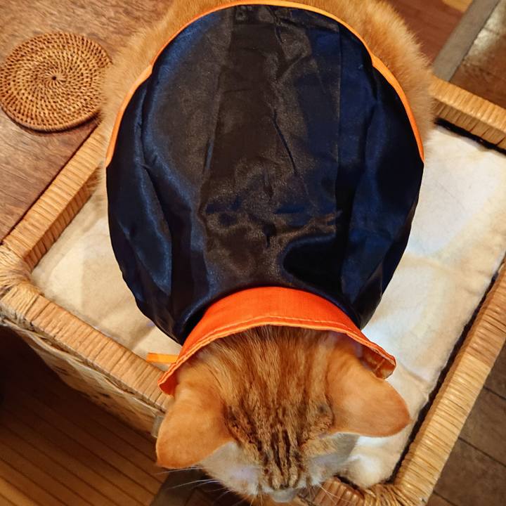 3b548605 fa79 442e 9c6e e737ef039b55 1540958137014